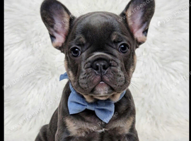Frenchies Ready now