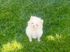 Tiny cream parti male