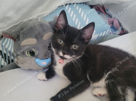 Kitten 1