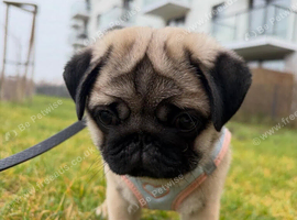 Healthy Pug Puppies Looking for New Homes