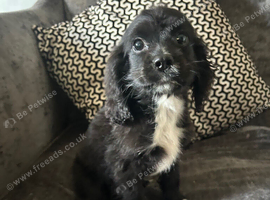 Cocker spaniel