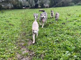 Malamute mix puppies for sale