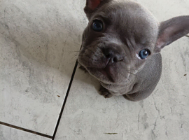 5 Boy frenchies for sale,