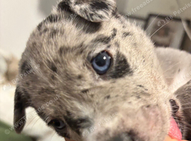 Gorgeous Staffy x Blue Merle Collie Pups