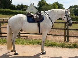 Clover - A Real Unicorn
