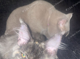 Mainecoon female 4 sale