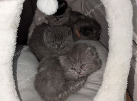 Kittens British Shorthair