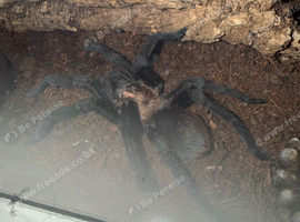 Mature Male Aphonopelma Anax