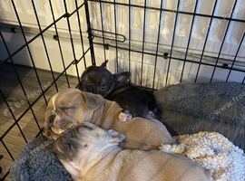 French bulldog puppies