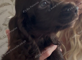 Beautiful litter of show cocker spaniel puppies all heath checked with certification