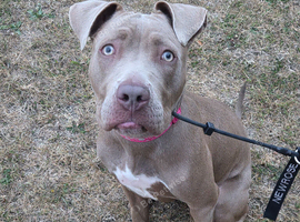 8 month old mixed breed