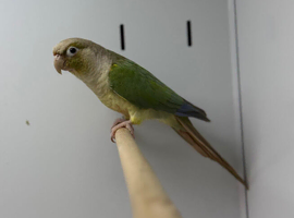 Conure
