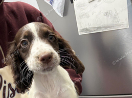 Fantastic working cocker spaniels