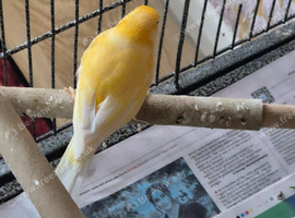 Canary male