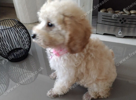 Last little girl available
