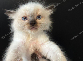 LAST MALE RAGDOLL STUNNING READY NOW