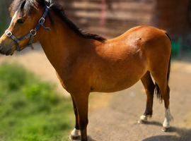 Nantyrast Abigail (poppy) yearling welsh section A