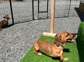 Dachshund x jack russel