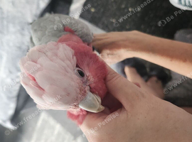 Stupid tame cookie the galah cockatoo