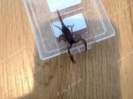 Baby Asian Forest Scorpions for sale