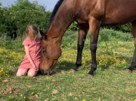 15.1hh mare