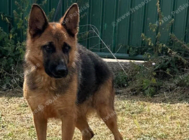 Retiring German Shepherd female