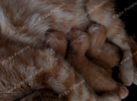 3 gorgeous ginger kittys looking for forever homes