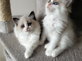 Ragdoll kittens
