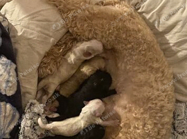6 beautiful fluffy puppies born to our pretty Cavapoo Angie