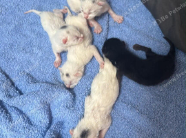 Kittens