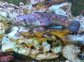 Dwarf Snakehead