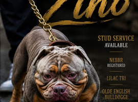 OEB STUD ZINO