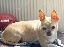 Chihuahua
