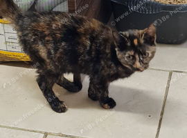 Moggy for sale