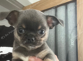 Chihuahua puppies (READY NOW)