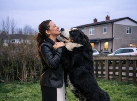 Top Quality Bernese Mountain Dog &ndash; Stud Service