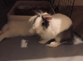 Holland lop