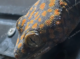 Female Tokay Gecko