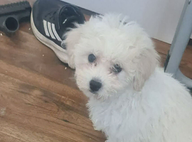 Female bichon frise
