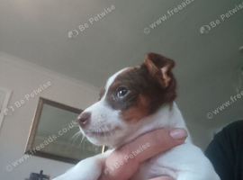 Jack russell Chocolate and white female
