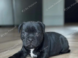 Staffordshire Bull Terriers
