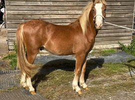 Yearling welsh a type