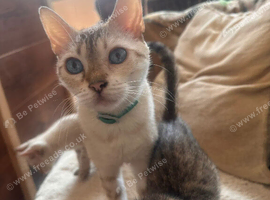 Beautiful kittens for sale