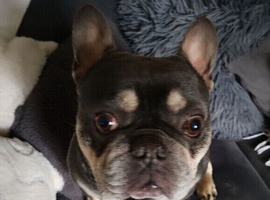 KC registered Bentley is available for stud