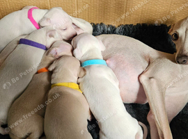 KC Registered Cream Italian Greyhound Puppies