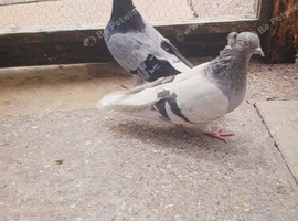 A pair of iranian pigeons in Birmingham