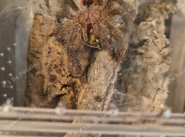 Avicularia bicegoi (Wooly Pink Toe) 9-10cm