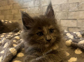 MAIN COON-  pure breed