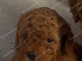 Genuine kc toy poodle 6 weeks old