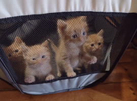4 male kittens